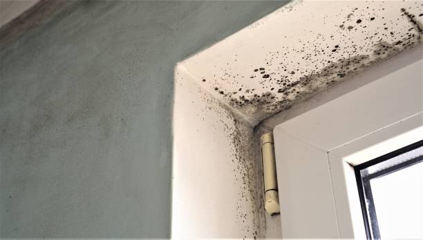 Best Real Estate Mold Inspection  in Westville, NJ