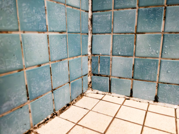 Best Mold Remediation for Healthcare Facilities  in Westville, NJ