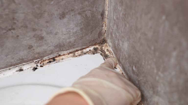 Best Forensic Mold Investigation  in Westville, NJ